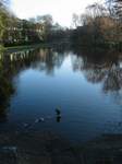 15795 St Stephens Green duck taking off.jpg